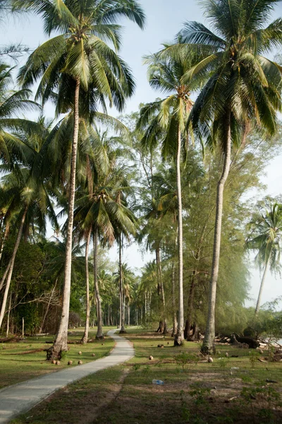 Vista de fondo tropical con palmeras de coco. Pulau Sibu, Malasia —  Fotos de Stock