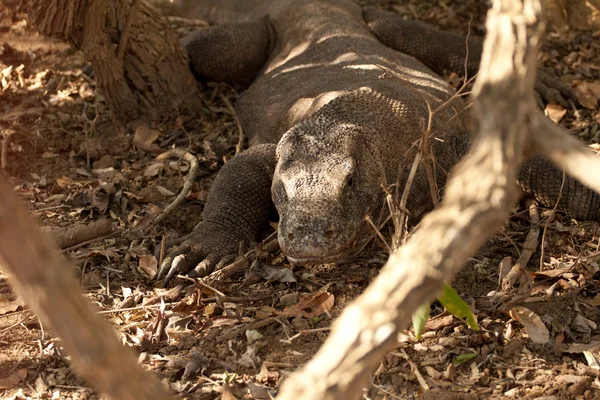 Dragão Komodo maior lagarto no Parque Nacional. Indonésia . — Fotografia de Stock