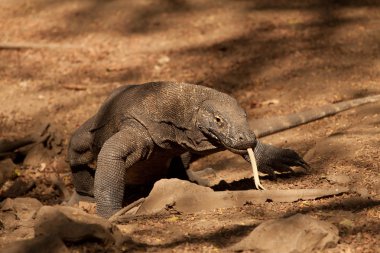Komodo dragon Milli Parkı, en büyük kertenkele. Endonezya.