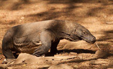 Komodo dragon Milli Parkı, en büyük kertenkele. Endonezya.