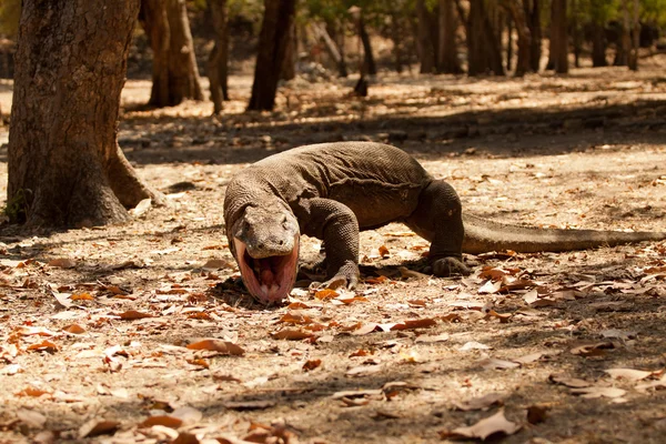 Dragão Komodo maior lagarto no Parque Nacional. Indonésia . — Fotografia de Stock