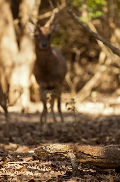 Dragão Komodo maior lagarto no Parque Nacional. Indonésia . — Fotografia de Stock