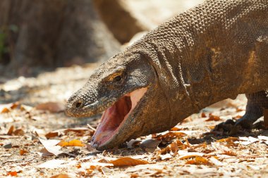 Komodo dragon Milli Parkı, en büyük kertenkele. Endonezya.