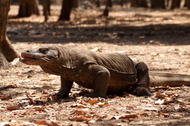 Komodo dragon Milli Parkı, en büyük kertenkele. Endonezya.