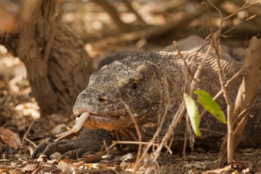 Komodo dragon Milli Parkı, en büyük kertenkele. Endonezya.