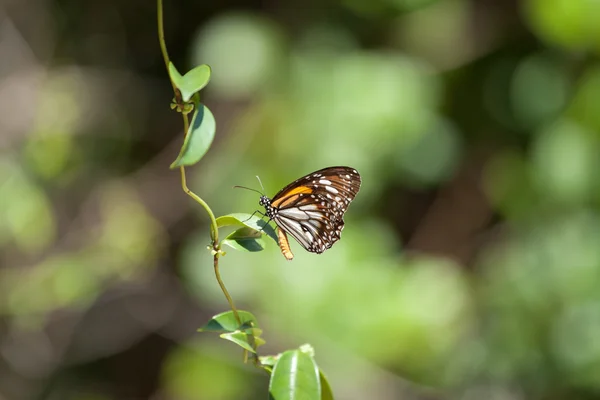 Borboleta monarca Danaus plexippus com fundo verde natural . — Fotografia de Stock