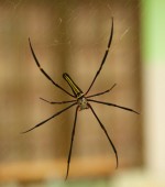 Női arany web spider Nephila pilipes Bali, Lombok, Indonézia