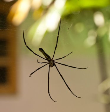 Kadın altın web örümcek Nephila pilipes Bali, Lombok, Endonezya