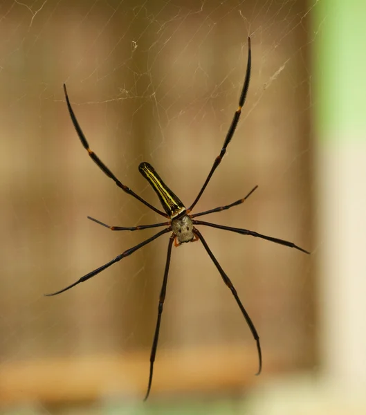 Aranha de teia dourada feminina Nephila pilipes Bali, Lombok, Indonésia — Fotografia de Stock