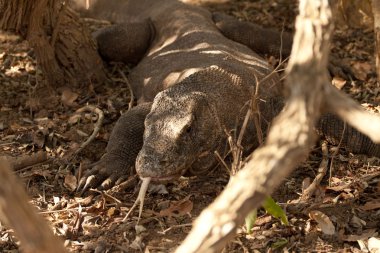 Komodo dragon Milli Parkı, en büyük kertenkele. Endonezya.