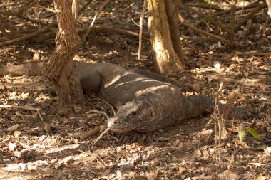 Komodo dragon Milli Parkı, en büyük kertenkele. Endonezya.