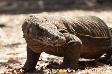 Komodo Dragon, dünyanın en büyük kertenkelesi.