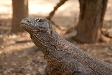 Komodo dragon Milli Parkı, en büyük kertenkele. Endonezya.