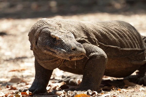 Komodo Dragon, o maior lagarto do mundo — Fotografia de Stock