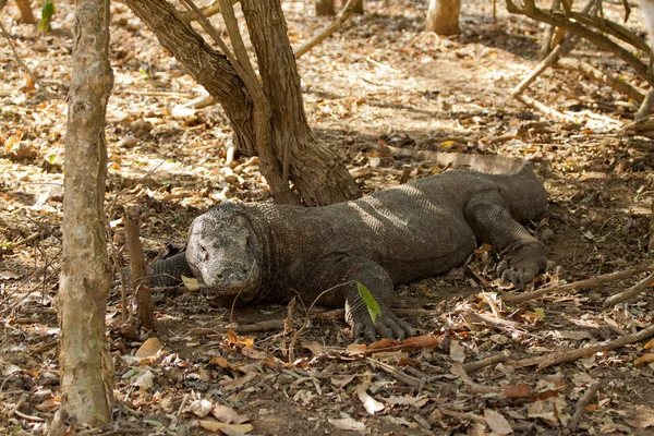 Dragão Komodo maior lagarto no Parque Nacional. Indonésia . — Fotografia de Stock