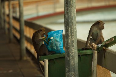 Plastik torba yemek yeme yaban hayatı maymun çöp, Brunei kapalı