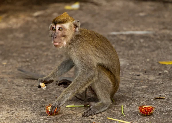 Wildlife aap eten van plastic zak gesloten voor vuilnis, Brunei — Stockfoto