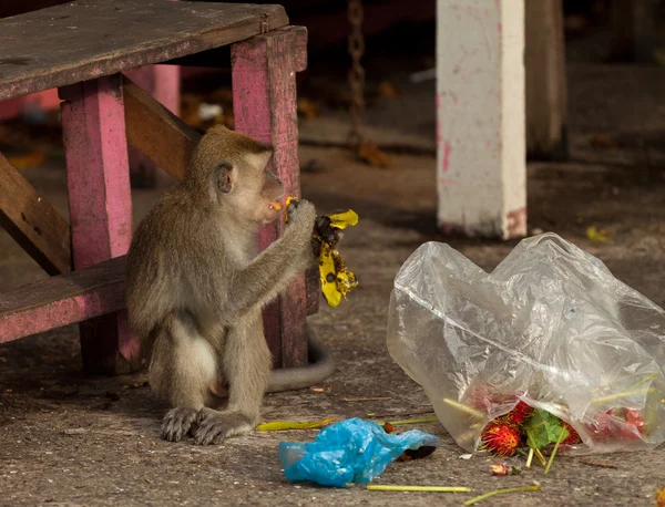 Wildlife aap eten van plastic zak gesloten voor vuilnis, Brunei — Stockfoto