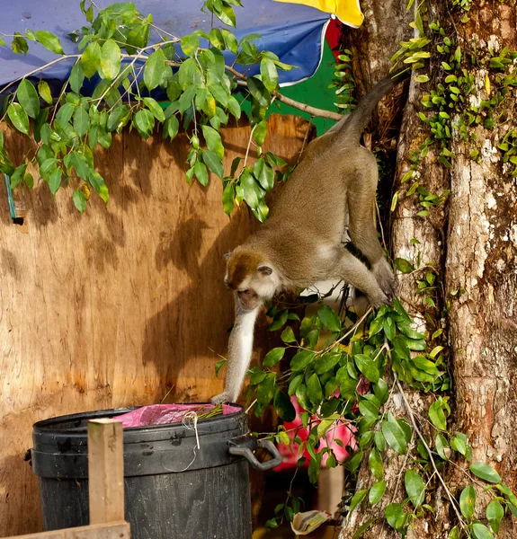 Wildlife aap eten van plastic zak gesloten voor vuilnis, Brunei — Stockfoto