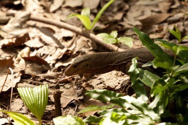 Perhentian Adası orman, Malezya üzerinde görülen kertenkele