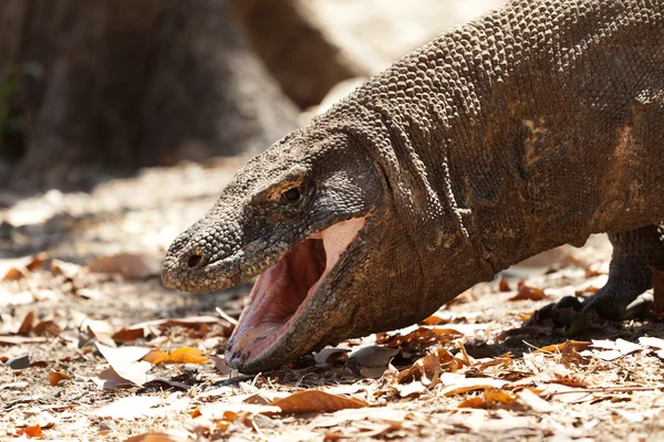 Drooling dragão Komodo maior lagarto no Parque Nacional. Indonésia . — Fotografia de Stock