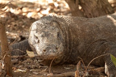 Komodo dragon Milli Parkı, en büyük kertenkele. Endonezya.