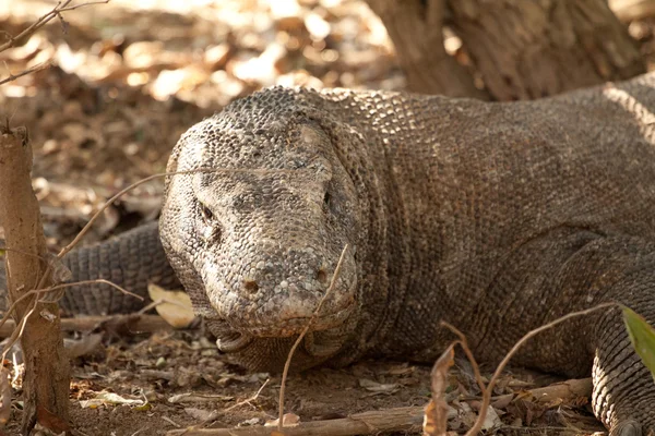 Dragão Komodo maior lagarto no Parque Nacional. Indonésia . — Fotografia de Stock