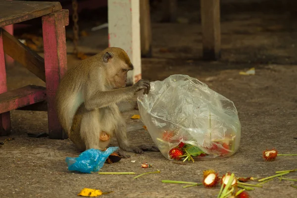 Обезьяна ест пищу из пластикового пакета, закрытого для мусора, Бруней — стоковое фото