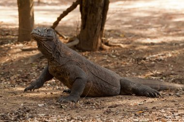 Komodo dragon Milli Parkı, en büyük kertenkele. Endonezya.