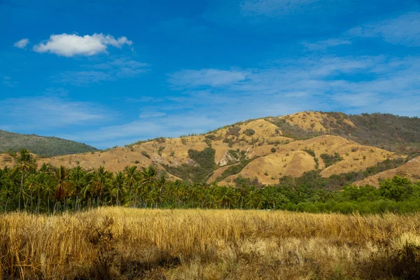 Isla flores indonesia — Foto de Stock