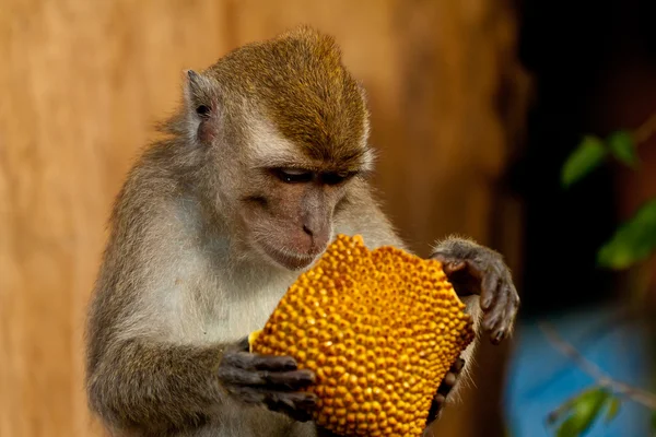 Wildlife aap eet nangka — Stockfoto