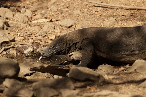 Dragão Komodo bebe água — Fotografia de Stock