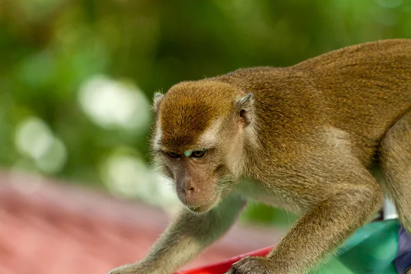 Dieren in het wild monkeyis gericht op iets — Stockfoto