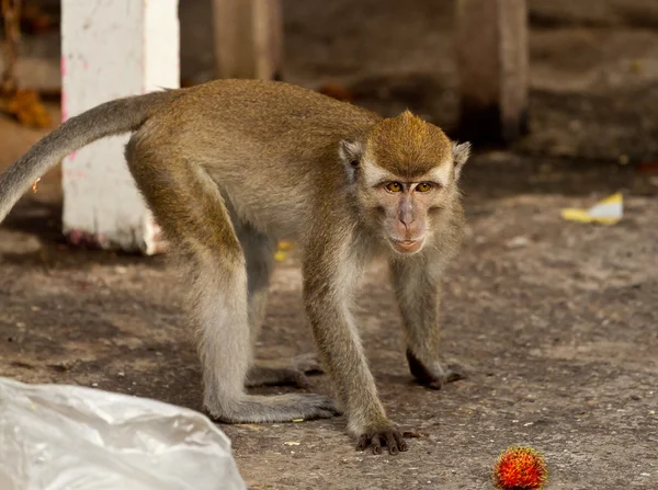 Wildlife aap eten van plastic zak gesloten voor vuilnis, Brunei — Stockfoto
