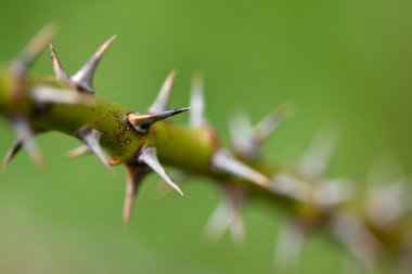 dikenler arka plan bulanık ile keskin