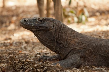 Komodo Ejderi, Varanus komodoensis, kat, Endonezya tek kertenkele