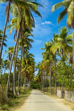 Hindistan cevizi avuç içi Plajı'na giden yolu ile. Flores Adası. Endonezya.