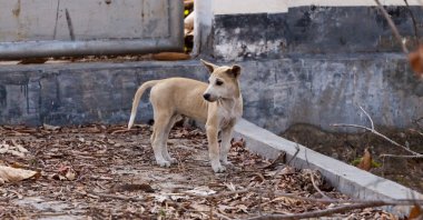 Vahşi kittle köpek, köpek Endonezya