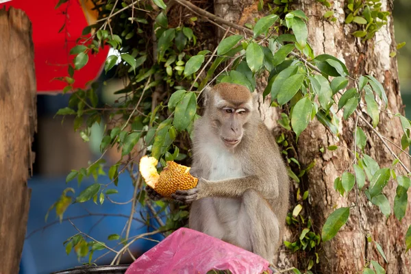 Wildlife aap eten van plastic zak gesloten voor vuilnis, Brunei — Stockfoto