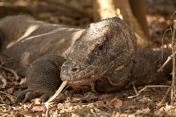 Komodo Dragon, dünyanın en büyük kertenkelesi.