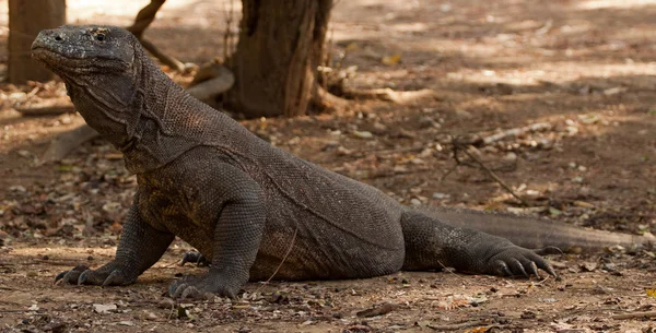 Komodo drago lucertola più grande al Parco Nazionale. Indonesia . — Foto Stock