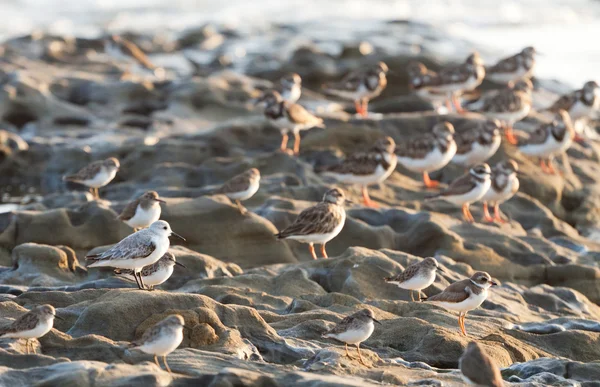 Amerikaanse oeverloper vogel, Costa rica kust — Stockfoto