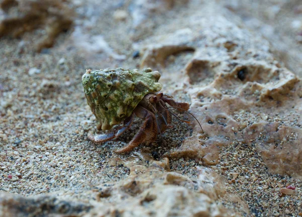 Einsiedlerkrebs an einem Strand — Stockfoto