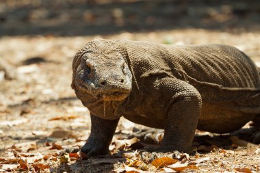 Komodo dragon Milli Parkı, en büyük kertenkele. Endonezya.