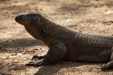 Komodo dragon Milli Parkı, en büyük kertenkele. Endonezya.