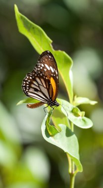 Monarch kelebek Danaus plexippus doğal yeşil arka plana sahip.