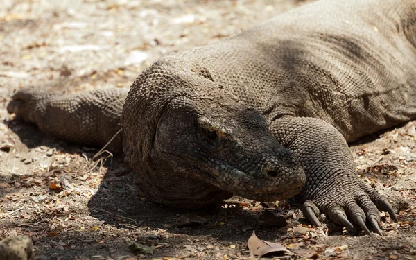 Komodo Dragon, o maior lagarto do mundo — Fotografia de Stock
