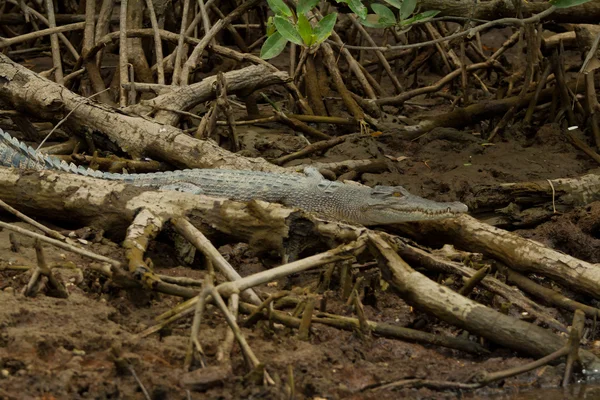 Timsah Brunei mangroves içinde benekli — Stok fotoğraf