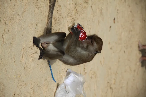 Langtailer Makakenaffe trinkt Koks am Strand, Thailand — Stockfoto