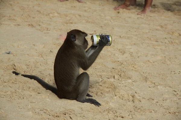 Longtaile macaco mono bebe cerveza en la playa, Tailandia — Foto de Stock